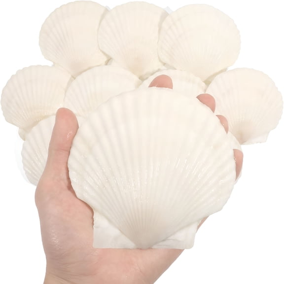 TUWAFE 10 Pcs 4-5 Inch Large Scallop Shells for Crafting,Natural Large Seashells for Crafts,White Big Sea Shells for Diy Painting,Baking,Beach Wedding Decors