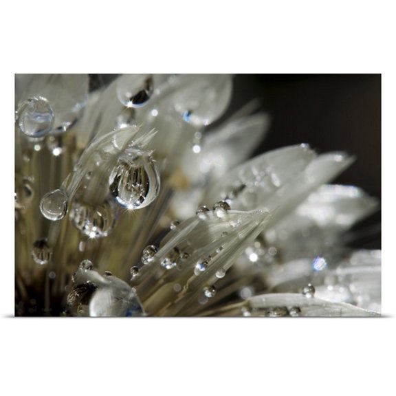 Great BIG Canvas Mariateresa Toledo Poster Print entitled Soffione