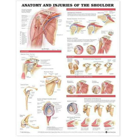 Anatomy And Injuries Of The Shoulder Chart (Best Medical Supply Companies)