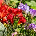 thumbnail image 2 of Mixed Freesia Flower Bulbs Value Bag - 25 Bulbs per Pack - Pleasantly Scented - Deer Resistant, Good as Cut Flowers - Good For Indoor Forcing - Grows Well In Containers - Perennializing - Live Garden, 2 of 4