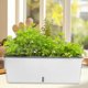 thumbnail image 1 of Caja de ventana de vegetales Carry de macetas de maceta multifuncional maceta rectangular para de balcón del hogar fuera de interior al aire, 1 of 8