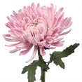 QAUZUY GARDEN 200 Pink DHF10 Chrysanthemum Seeds, Heirloom Morifolium