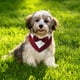 thumbnail image 5 of Bandana de boda para perro, collar para perro con pajarita, disfraz de cumpleaños, esmoquin ajustable para fiesta de mascotas, rayas rojas, 5 of 5