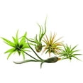 thumbnail image 3 of It Blooms  Rainforest Grown 5 Pack Assorted Air Plants - Live Tillandsia - Easy Care House Plants - 30 Day Guarantee, 3 of 4