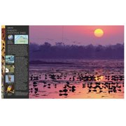 DK Definitive Visual Encyclopedias Bird, New Edition, (Hardcover)