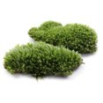 thumbnail image 2 of Mousse de Haute Qualité Micro-Paysage Plantes Spécial Cheveux Blancs, 2 of 3