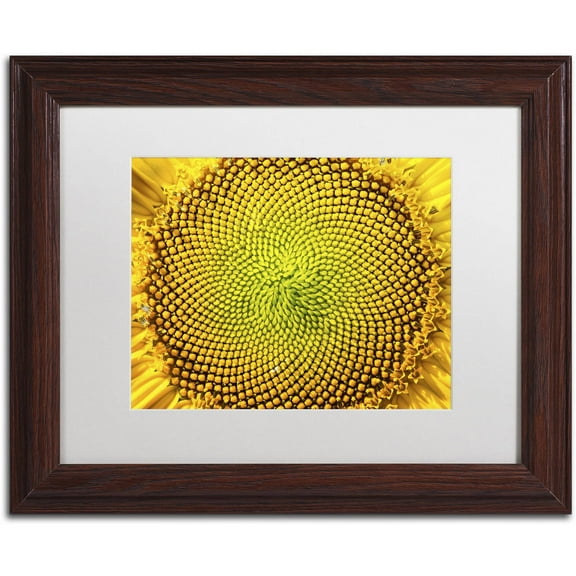 Trademark Fine Art "Cosmic Patterns in Nature" Canvas Art by Kurt Shaffer, White Matte, Wood Frame