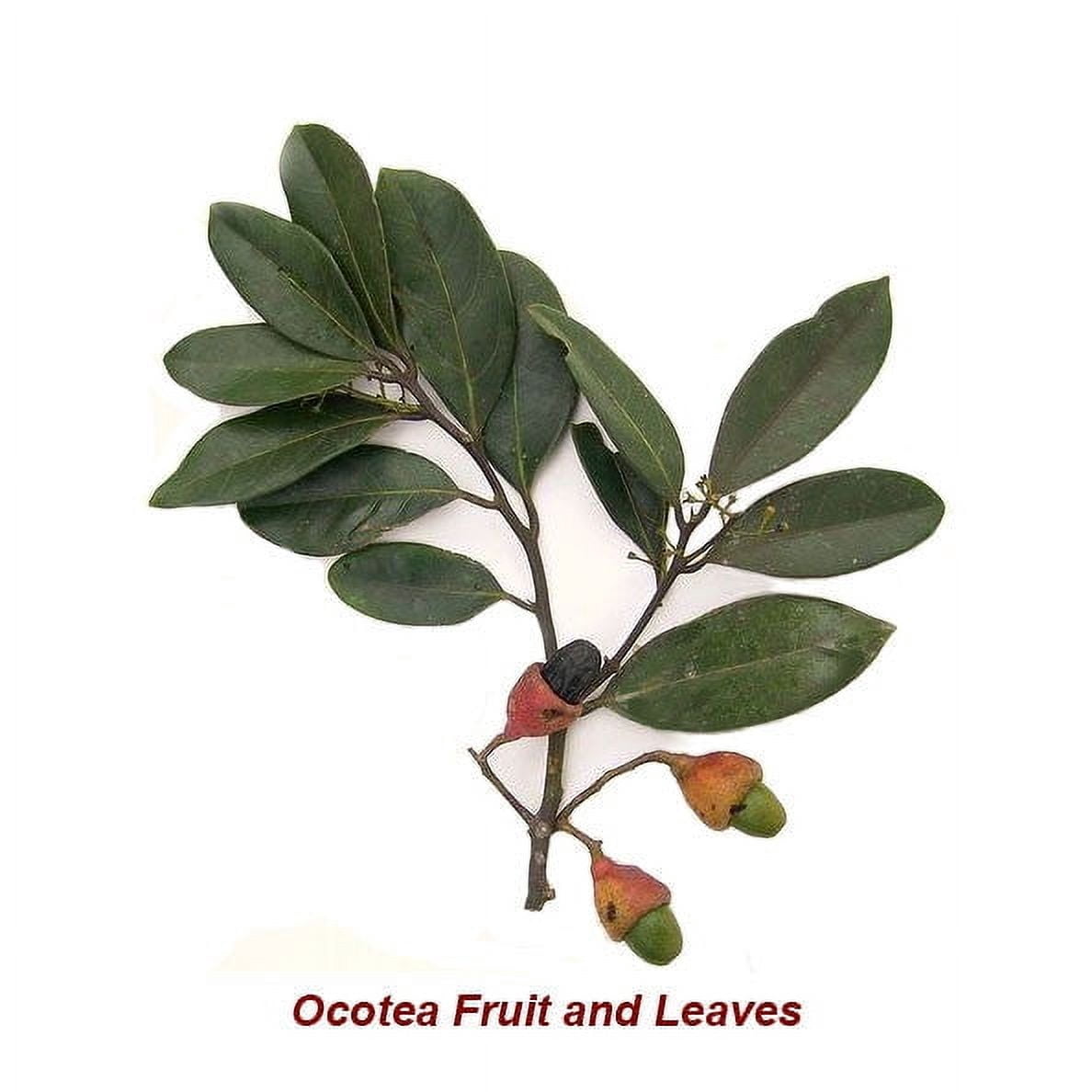Ocotea Ishpink Essential Oil 5 ml (1/6 fl oz) - 100% Pure and Natural by Silky Scents