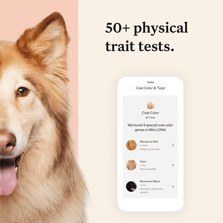 Wisdom Panel Premium Breed Identification Health Condition
