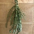 thumbnail image 4 of Fresh Eucalyptus Shower Bundle | Eucalyptus Plant | Fresh Eucalyptus | Eucalyptus Shower Bundle | Plants | Aromatherapy | Stress Relief Gift, 4 of 6