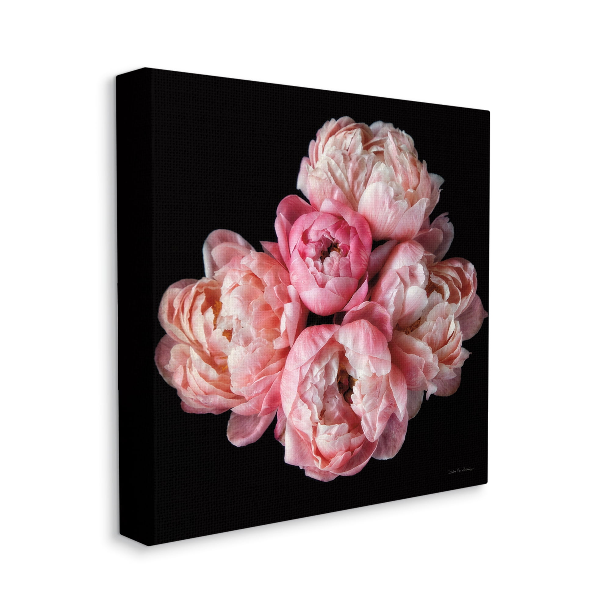 Stupell Industries Peonies on Black Botanical & Floral Photography Gallery Wrapped Canvas Art Print Wall Art, 36 x 36