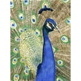 thumbnail image 3 of Peacock - Toile 36"x48 Pouces - Impression à la Demande, 3 of 5