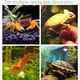 thumbnail image 4 of Aquarium Rocks for Fish Breeding, Playing and Resting, Small Ceramic Decorative Stones for Aquarium, 4 of 5