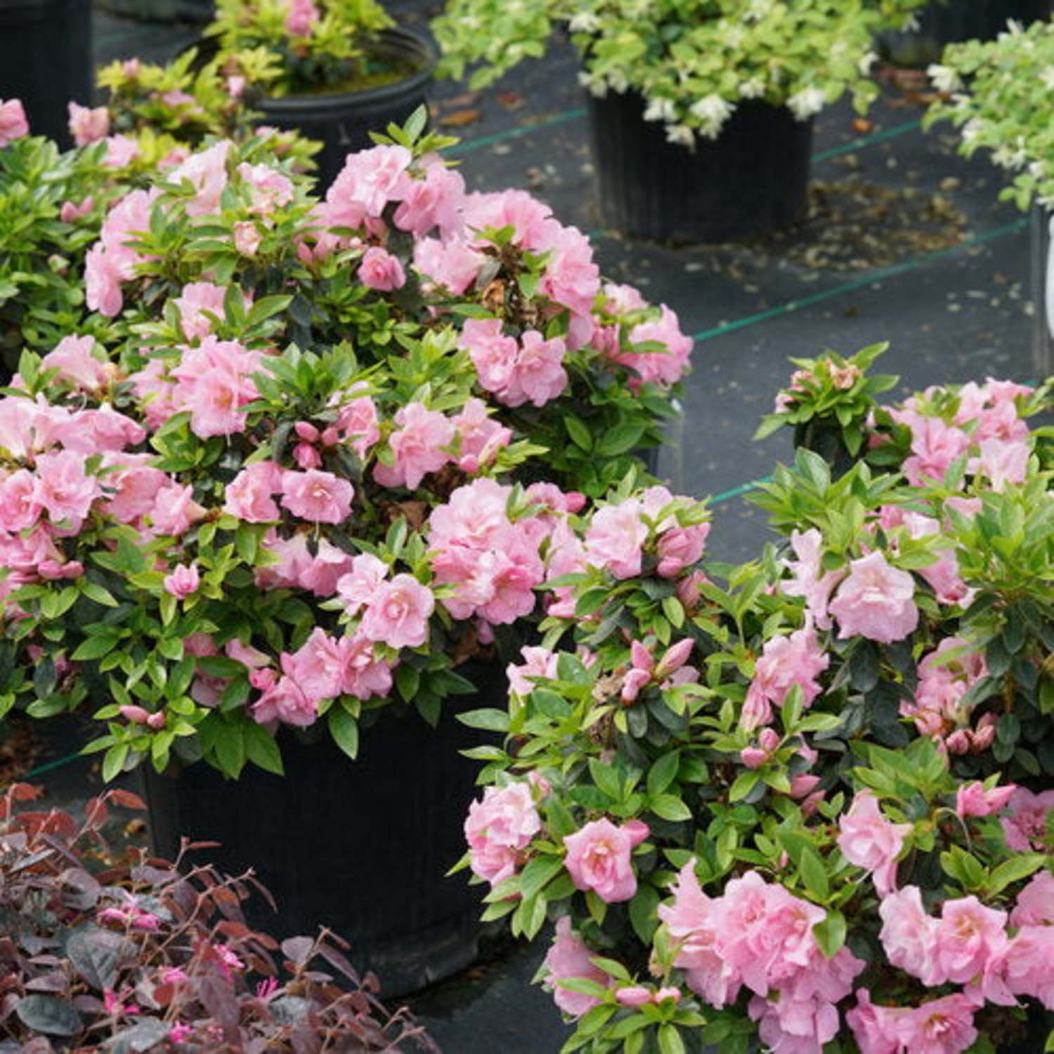 Proven Winners ColorChoice 5" Perfecto Mundo Double Pink Reblooming Azalea Live Plant in 4.5" Pot (4 Count)
