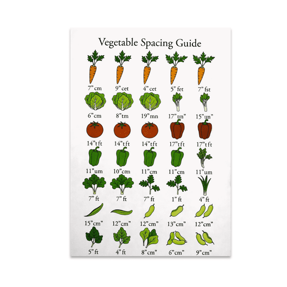 Vegetable Spacing Guide Chart - Garden Enthusiast - 13x19 Poster Print