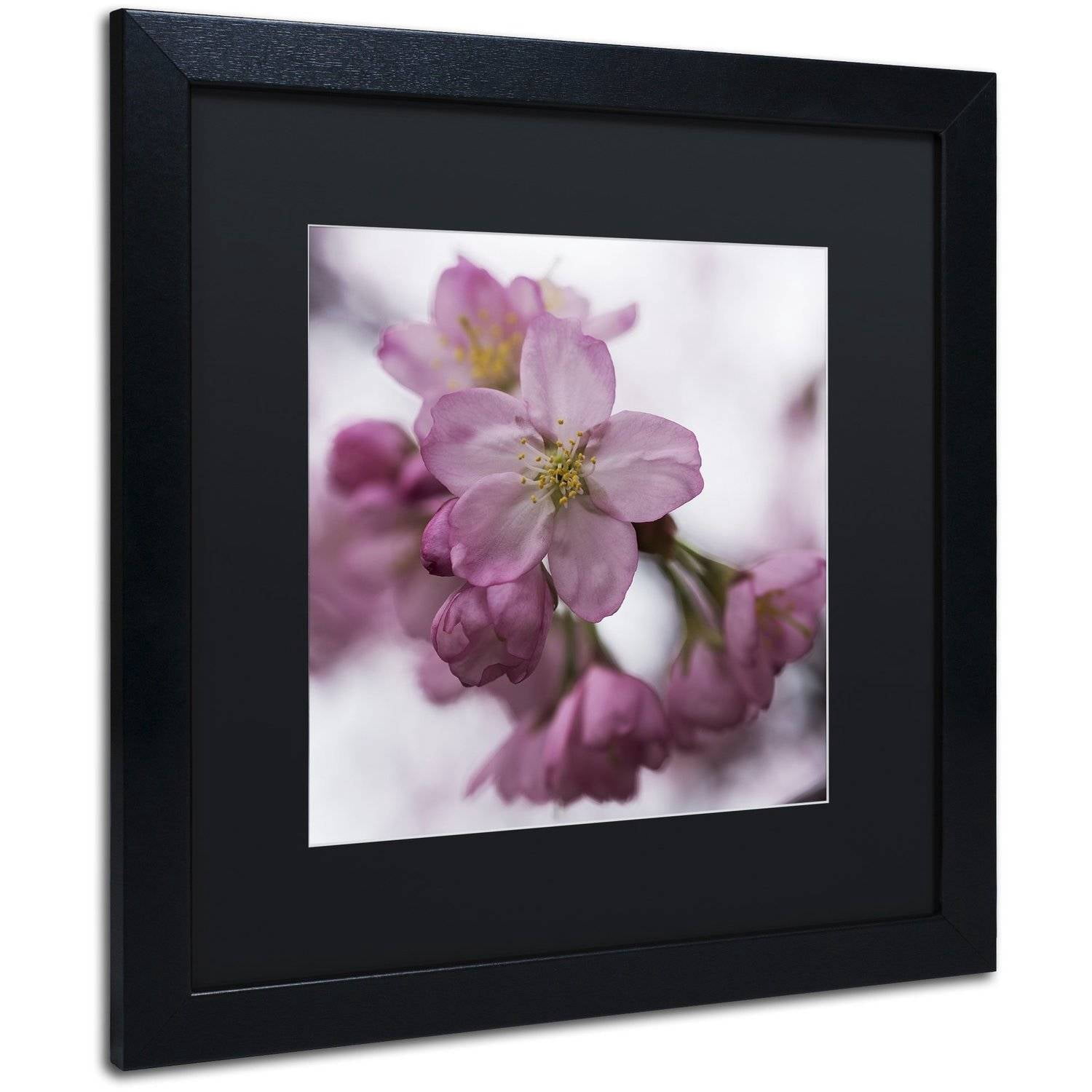 Trademark Fine Art "Cherry Pink" Canvas Art by Kurt Shaffer, Black Matte, Black Frame