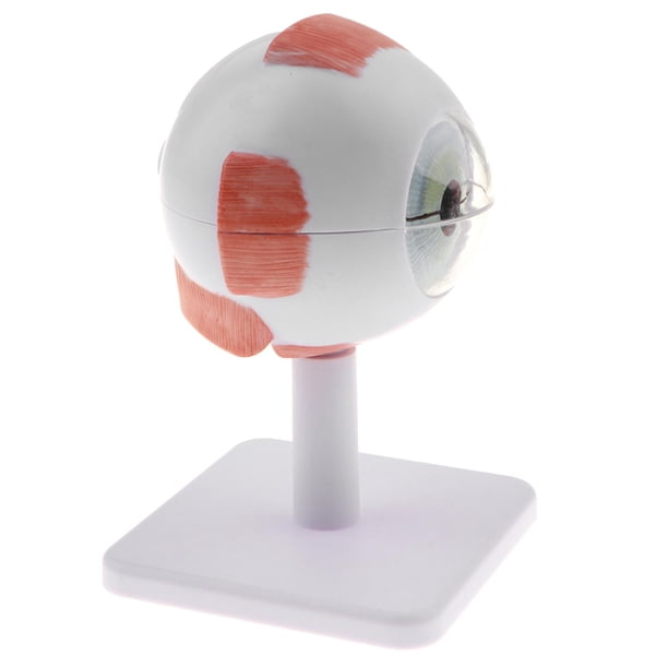 Modelo de bola de ojo humano, herramienta de estudio anatómico, suministros de laboratorio ampliados 3X , A