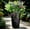 Green 8001, variant on Artificial Outdoor Plants 14 Bundles – UV Resistant Faux Greenery with Flowers, Realistic Fake Bushes & Shrubs for Planters, Window Boxes, Porch, Patio, Garden & Indoor Outdoor Decor