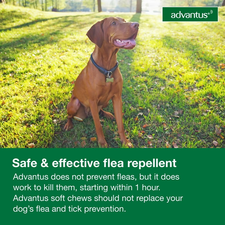 Advantus Chewable Flea Treatment for Dogs 23 110 lbs. 7 Soft Chews
