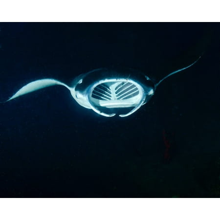 A reef manta ray feeding at night in Hawaii Poster Print by Brent BarnesStocktrek