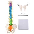 thumbnail image 1 of 45Cm with Pelvic Human Anatomical Anatomy Spine Spinal Column Model Teaching Resources for Students, 1 of 5