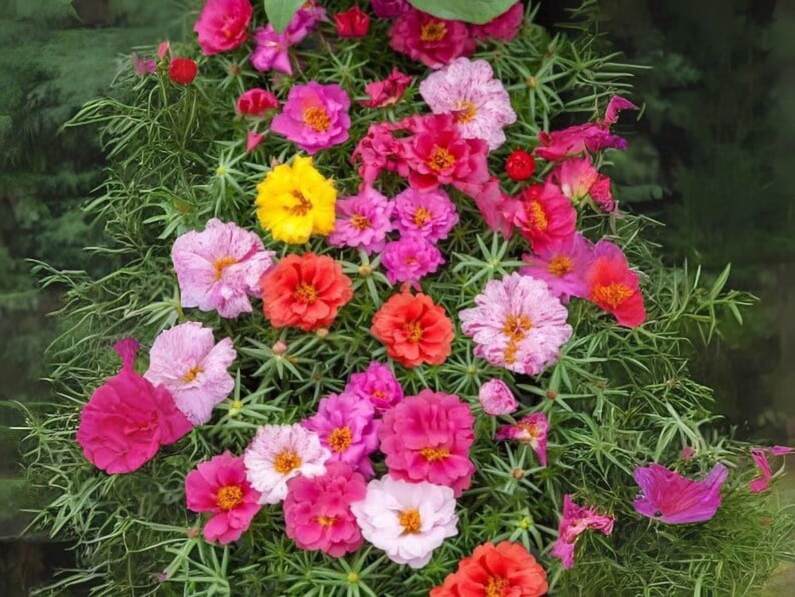 30 Seeds Portulaca Grandiflora Happy Hour Tropical Mix Moss Rose Heirloom Succulent Heat Tolerant Garden Flowers