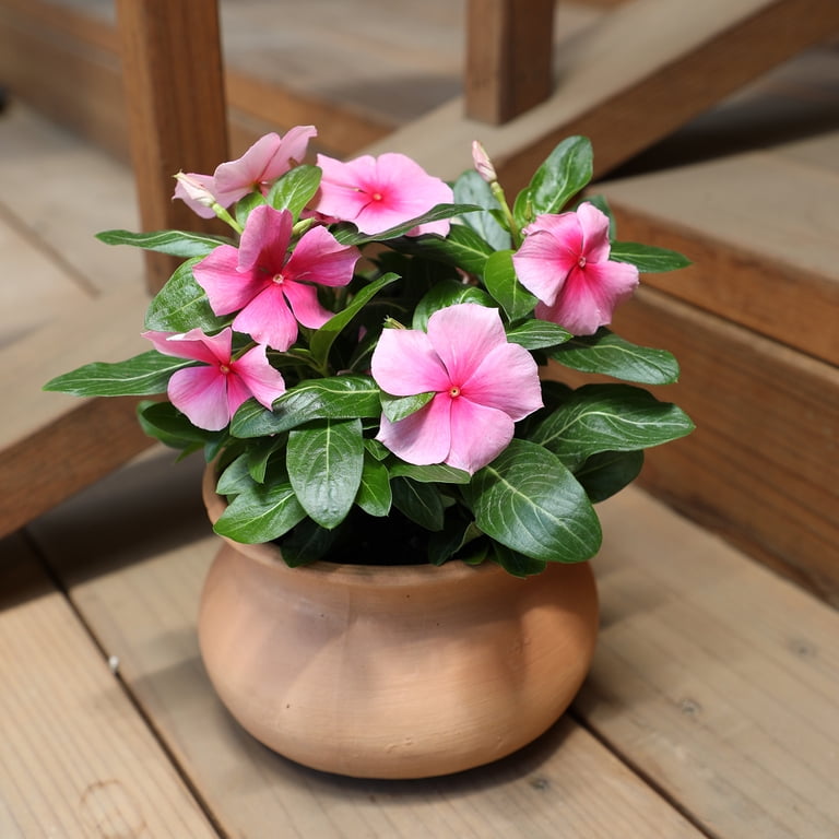 Expert Gardener Pink Vinca Live Plant|2.5 QT Grow Pot| Full Sun to