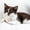 Multicolor, variant on Eliaeconx Cat Toys Balls with Bells, Self-Play Cat Plush Ball Toys, Interactive Cat Toys for Indoor Cats and Kittens, Suitable for Small Pets Entertainment - G
