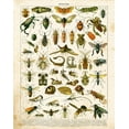 thumbnail image 2 of Babbitt, Gwendolyn 26x32 White Modern Wood Framed Museum Art Print Titled - Bug Chart II, 2 of 4