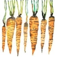 thumbnail image 3 of Atelier B Art Studio 12x12 Black Modern Framed Museum Art Print Titled - WATERCOLOR CARROTS, 3 of 5