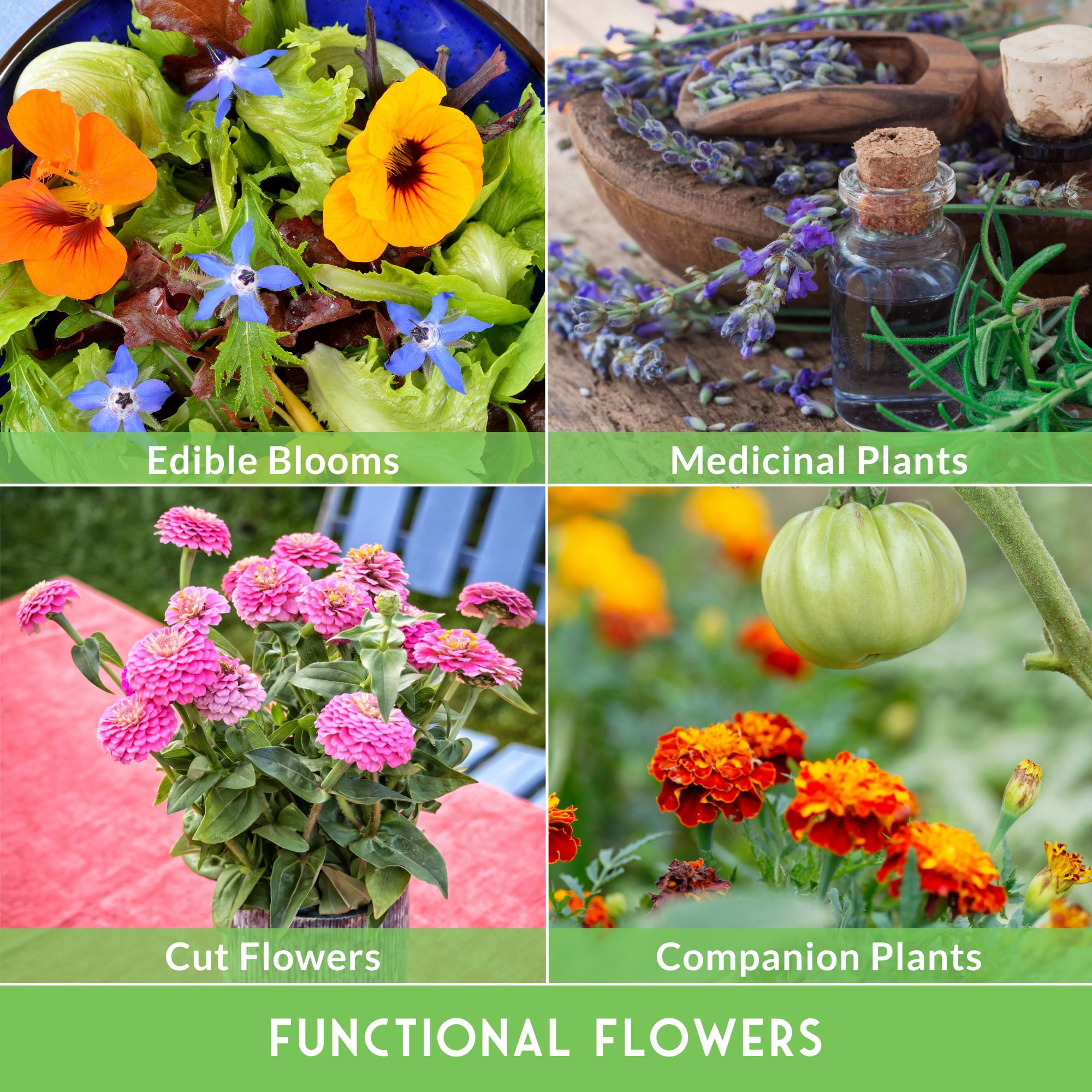 36 Pack Functional Flower Seeds - Non-GMO Full Sun, Includes Annual Flowers