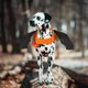 thumbnail image 4 of unbranded Ropa Para Perro Con Y Cómodo Para Fiestas, 4 of 6