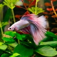 thumbnail image 6 of Unique Bargains 4pcs Betta Fish Leaf Pad Hammock Resting Hide Plants Decor Green 3.15"x1.93" with Suction Cup, 6 of 7
