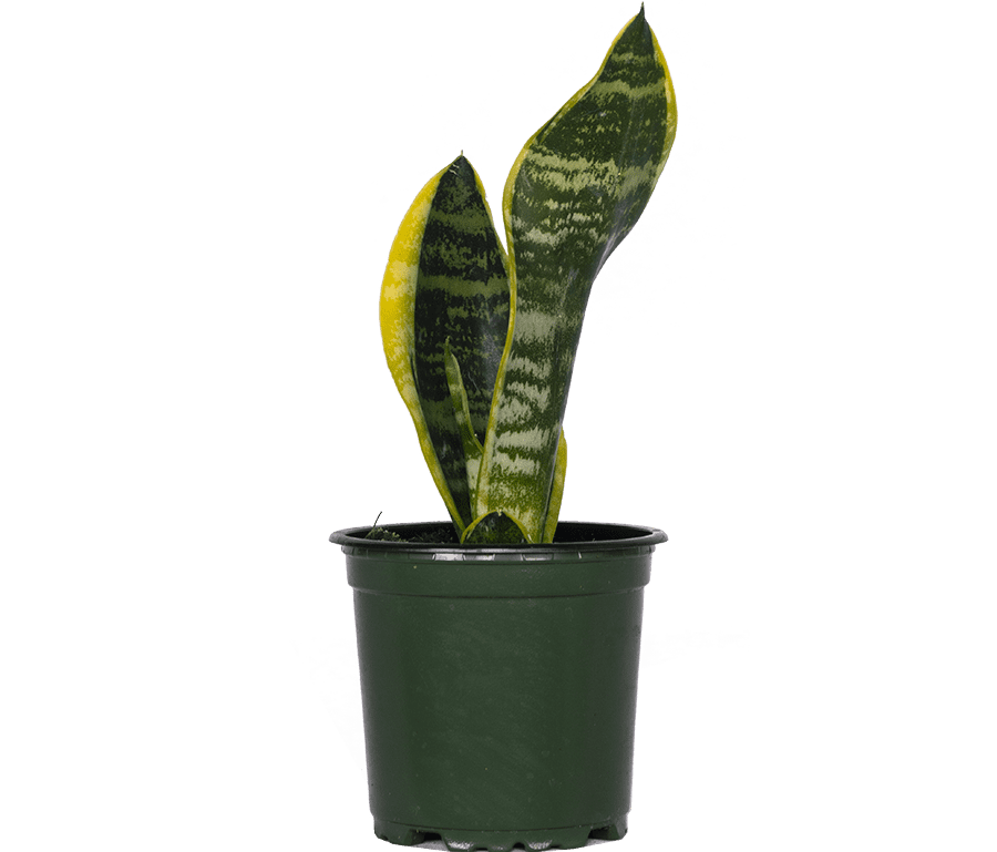 Real Snake Plant | Walmart Canada
