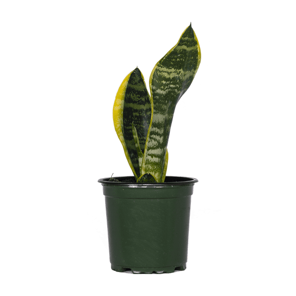 Sansevieria Laurentii | Snake Plant (S) Live Plants in 4" growers pot