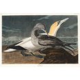 thumbnail image 3 of Audubon, John James 24x18 Black Modern Framed Museum Art Print Titled - Gannet, 3 of 5