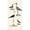 thumbnail image 3 of Unknown 11x18 Black Modern Framed Museum Art Print Titled - Waterbird Varieties III, 3 of 5