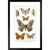 Kentish Glory Emperor and Tau Emperor Moths of Europe Insect Wall Art of Moths and Butterflies butterfly Illustrations Insect Poster Moth Print Matted Framed Art Wall Decor 20x26