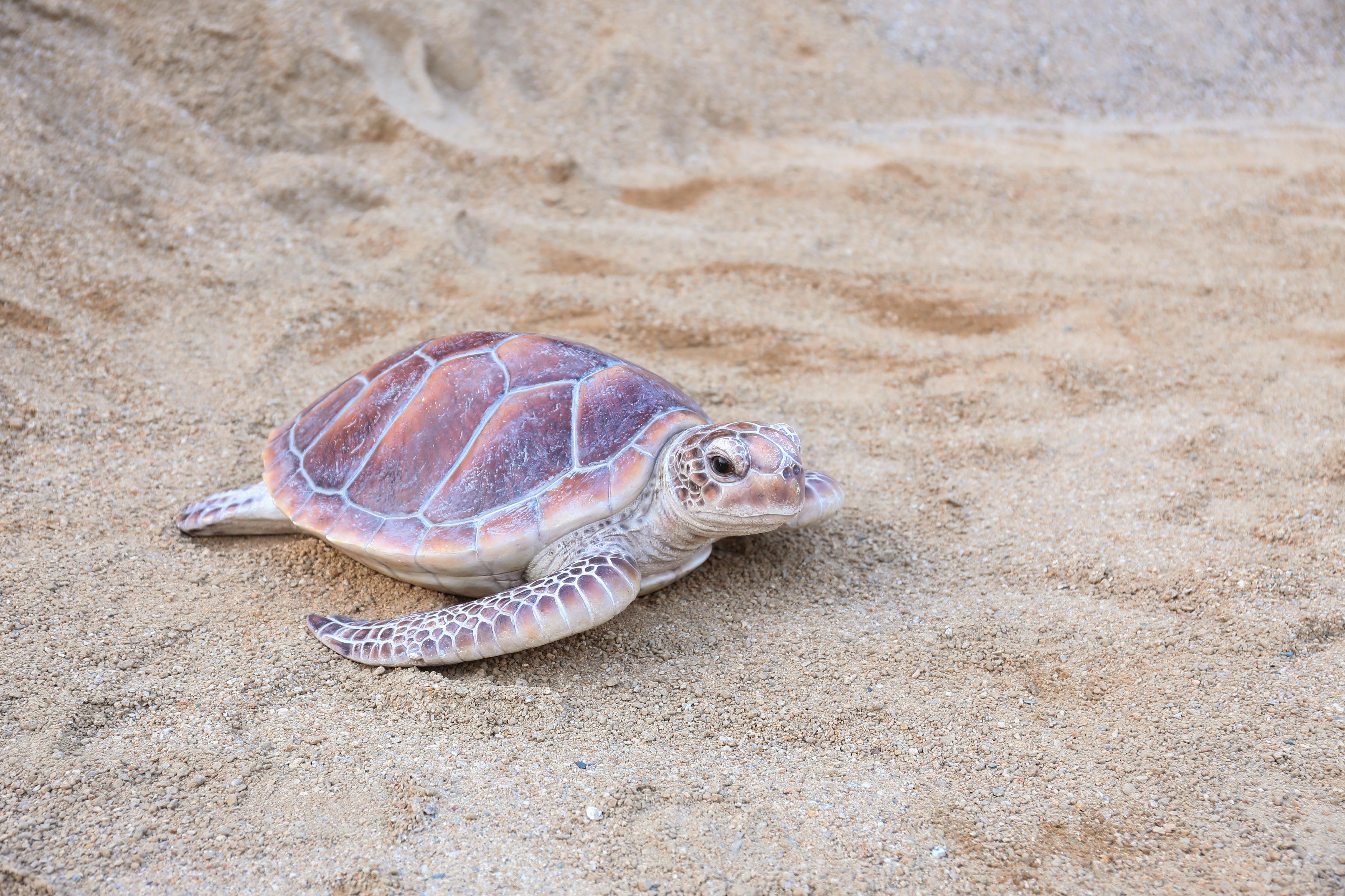 LARGE SEA TURTLE - Walmart.com