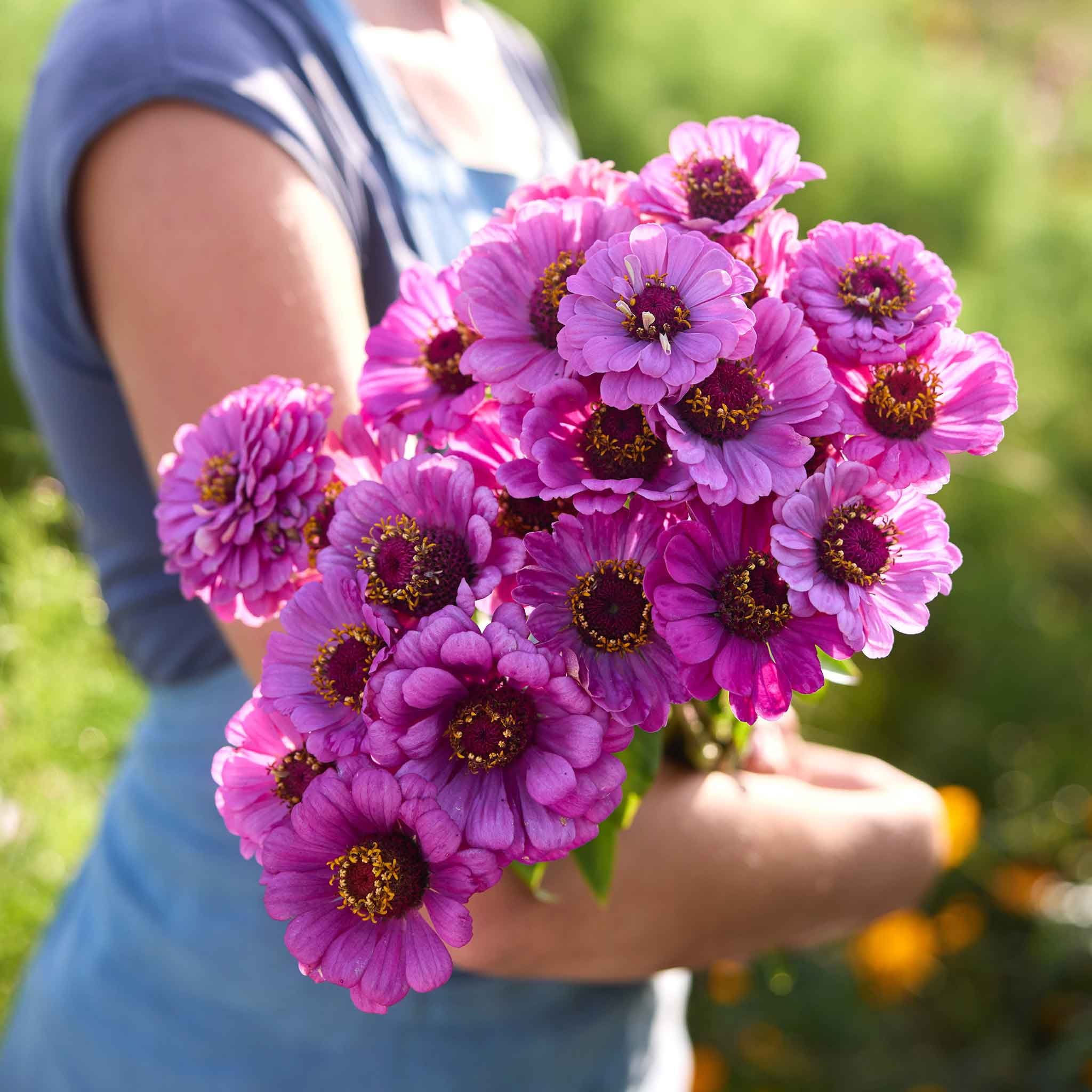 Expert Gardener 1.5G Lantana Gray Planter 'Bandana Cherry Sunrise