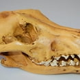 thumbnail image 2 of Fake Realistic Skull Resin Replica Teaching Head Teaching Skeleton Model Teaching Aquarium 3, 2 of 9