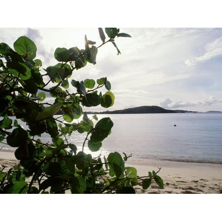 Us Virgin Islands, St. John, Gibney's Beach, Seagrape Tree on the Beach Print Wall