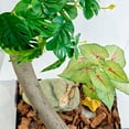 thumbnail image 3 of Reptile Artificial Plants for Terrarium Decor, Amphibian Habitat Decorations Bearded Dragon Tank Accessories fit Crested Gecko Leopard Lizard Chameleon Ball Python Snake Frog - Fake Caladium, 3 of 13