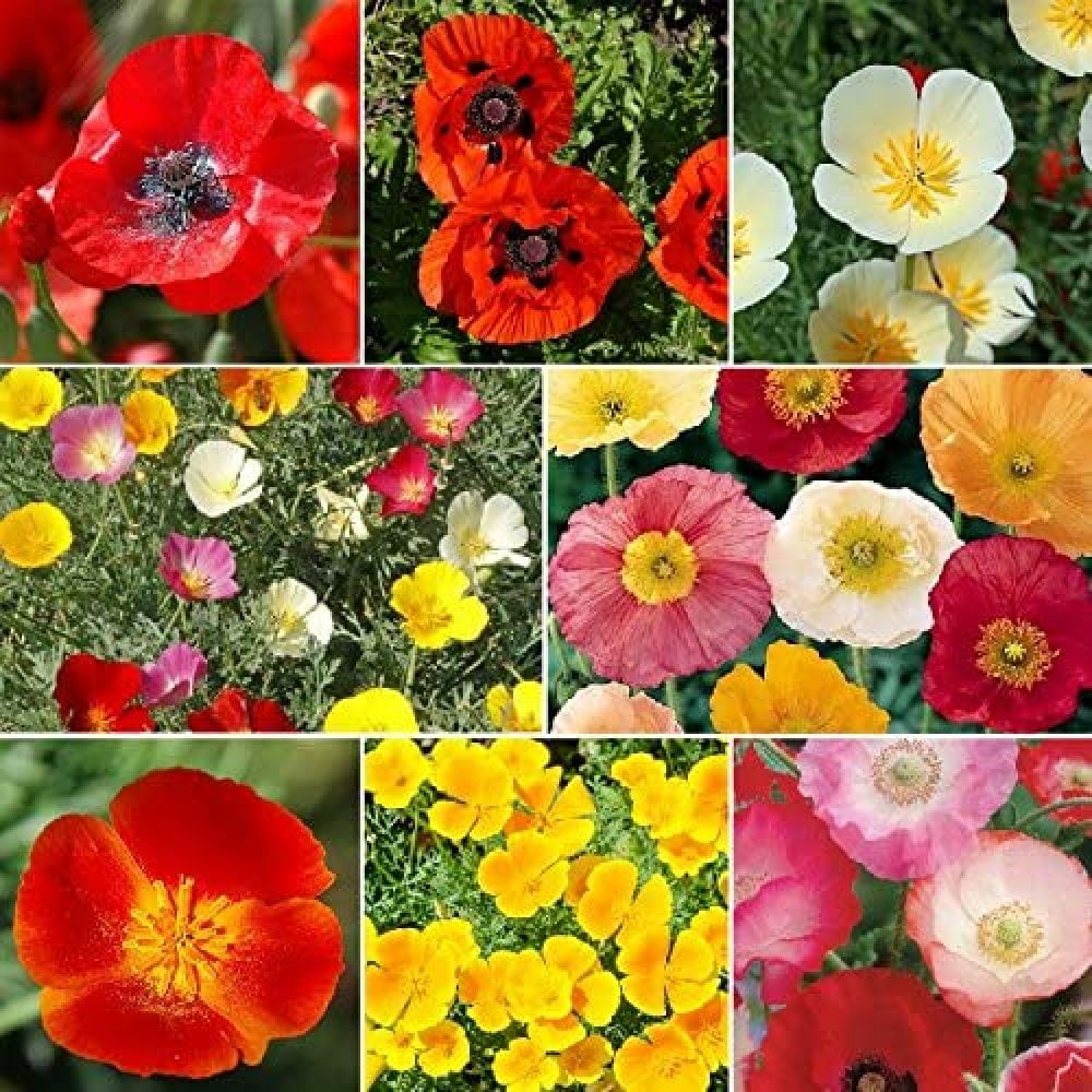 "Poppy Power Poppy Flower Seed Mix 5 Pounds, Bulk, Mixed, Attracts