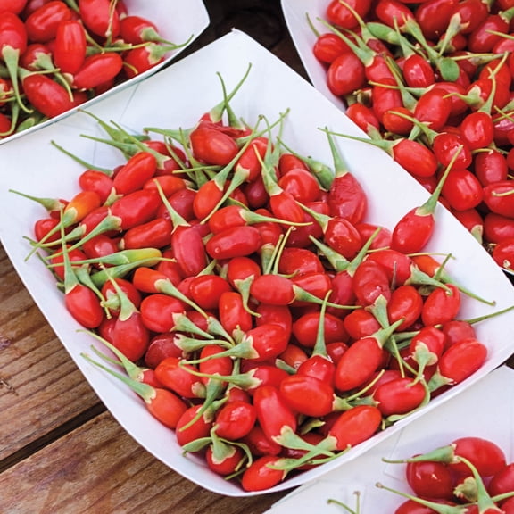 Direct Gardening Goji Berry Bush Potted Fruit Bearing Starter Plant, One per offer