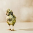 thumbnail image 2 of LightBoxJournal 26x26 Gold Ornate Wood Framed with Double Matting Museum Art Print Titled - Baby Chicken 05, 2 of 4