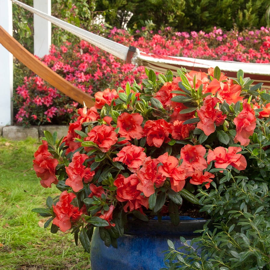 Encore Azalea Autumn Embers (2 Gallon) Red Pink Flowering Shrub - Full Sun Live Outdoor Plant