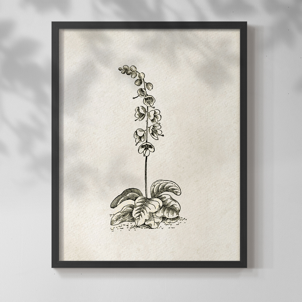 Vintage Floral Print CCCXIX - 14in. x 11in. Vintage Framed Print in Black Wood Frame