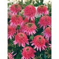 thumbnail image 3 of Direct Gardening Bubble Gum Double Scoop Coneflower Dormant Bare Root Starter Plant, 3 of 5