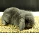 thumbnail image 4 of 12 Packs Of Woven Bed Mats-straw Mat Animal Bedding Nest, 4 of 4